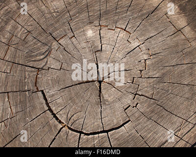 Top view of a cut tree. Old stump gray with large cracks close up in sunlight. Stock Photo