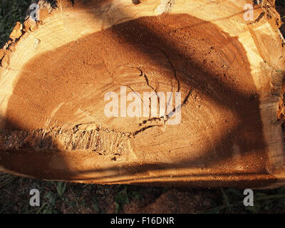 Felled tree trunk close-up, illuminated by the bright sun with shadow on a freshly cut stem. Stock Photo