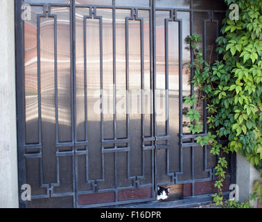 Locked gates with ornaments of metal strips, green ivy branches and the head of a cat, which looks out from the bottom Stock Photo