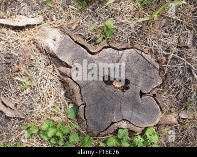 Overhead view of an old stump of cut tree cracked and rotten core. Around the stump dry grass and a few green plants Stock Photo