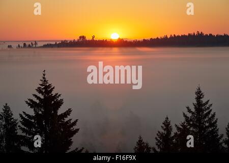 Sunrise in the swamp in the early morning. Thick fog covers the entire swamp and sun beams hits the fog from above. Single bird Stock Photo