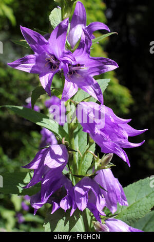 Clustered Bellflower Campanula glomerata in dappled woodland Stock Photo