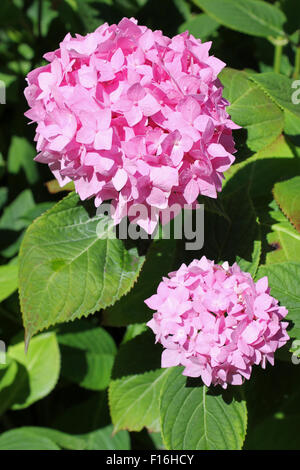 Hydrangea macrophylla 'Altona' Stock Photo