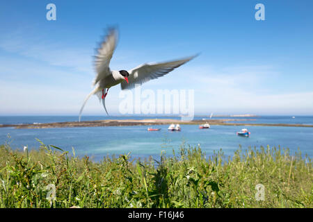 Arctic Tern Sterna paradisaea Single in Flight Inner Farne; Northumberland; UK Stock Photo