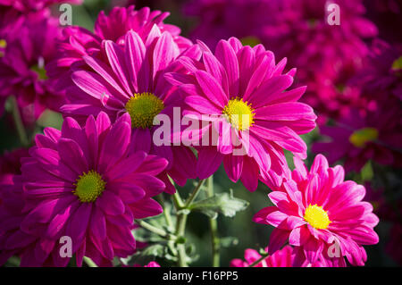 pink chrysanthemums daisy flower Stock Photo