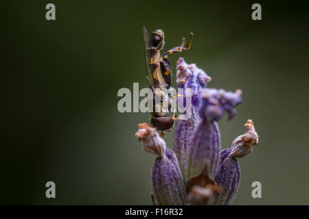 Thick-legged hoverfly (syritta pipiens) with its distinctive broad hind femora on a lavender flower. Stock Photo