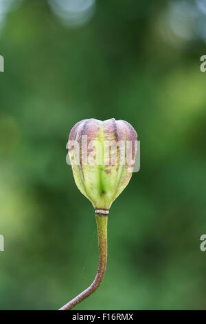 Lilium Martagon . Turks Cap Lily seed pod Stock Photo
