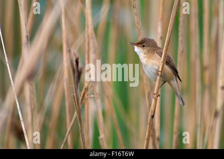 Eurasian reed warbler (Acrocephalus scirpaceus) perched in reedbed in wetland Stock Photo