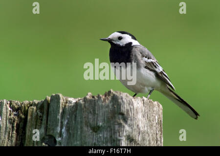 White wagtail (Motacilla alba) perched on wooden fence post along field Stock Photo