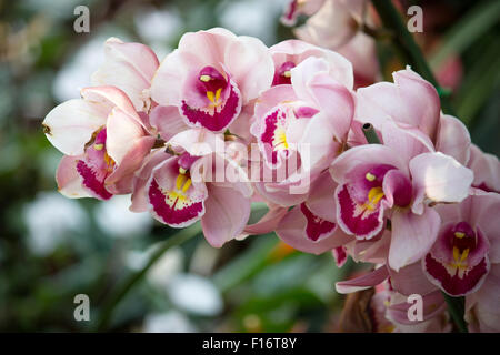 cymbidium orchid flower Stock Photo