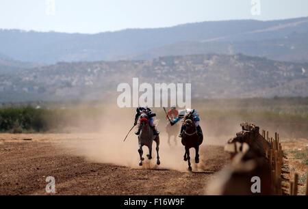 Jenin, West Bank, Palestinian Territory. 28th Aug, 2015. Palestinian competitors take part in the second round of Arabian thoroughbred racehorse, in the West Bank city of Jinin, August 28, 2015 © Ahmad Talat/APA Images/ZUMA Wire/Alamy Live News Stock Photo