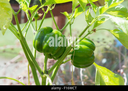 Capsicum annum. Pepper 'Sweet California Wonder' growing on the plant in a greenhouse Stock Photo