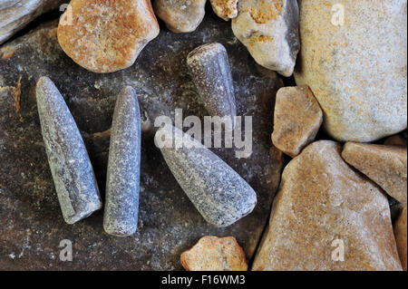 Fossil guards of belemnites / Belemnitida on shingle beach near Lyme Regis along the Jurassic Coast, Dorset, England, UK Stock Photo