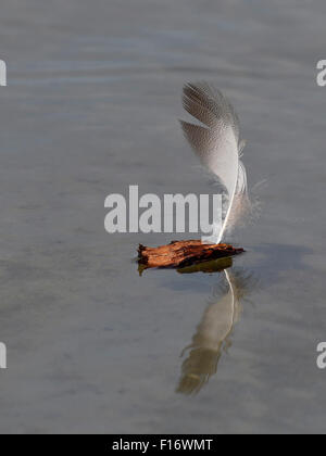 Feather on floating wood. Symbolic item drifting away. Funeral card. Stock Photo