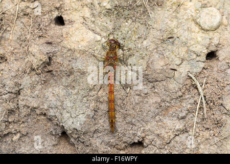 Common Darter Sympetrum striolatum, Derbyshire, Peak District Stock Photo