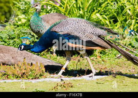 Peacock cockerel during sunny weather. Stock Photo