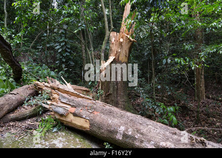 Broken tree branch in the forest, storm damaged tree, Cantareira State Park, Sao Paulo, Brazil Stock Photo