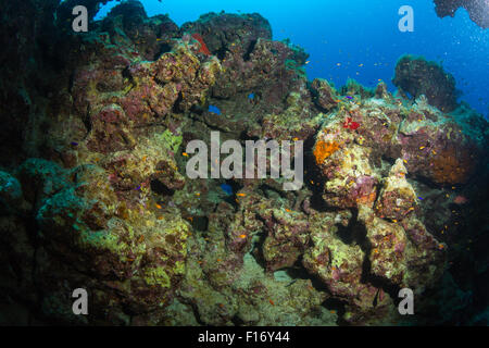 Coral reef Stock Photo