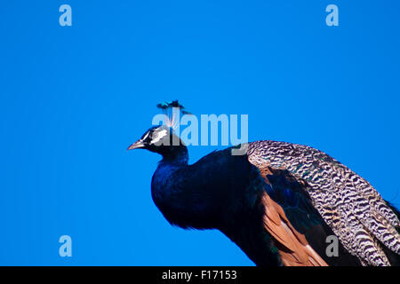 Peacock cockerel, photo taken against blue sky during sunny weather. Stock Photo