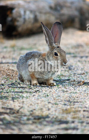 Cottontail Rabbit in the Mojave Desert, California Stock Photo