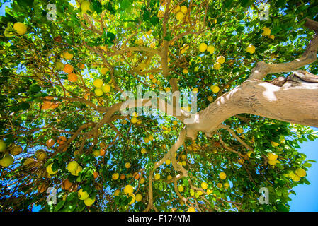 Oranges on the Tree. California Organic Orange Tree From Below. Stock Photo