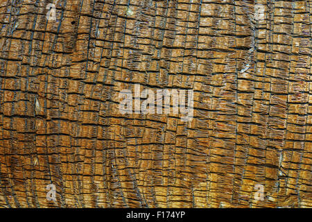 Palm Tree Bark Wooden Material Background Stock Photo
