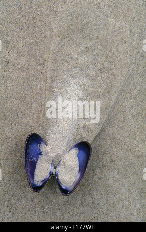 OPEN BLUE SHELL RESEMBLING A BUTTERFLY LYING ON THE WET SAND, SOUTH STRADBROKE ISLAND (STRADDIE) GOLD COAST, QUEENSLAND, AUSTRALIA. Stock Photo