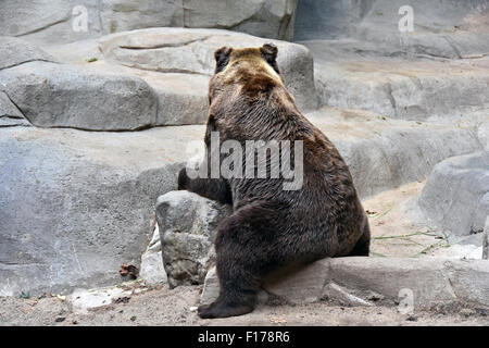 Grizzly bear sitting backwards on a rock. Stock Photo
