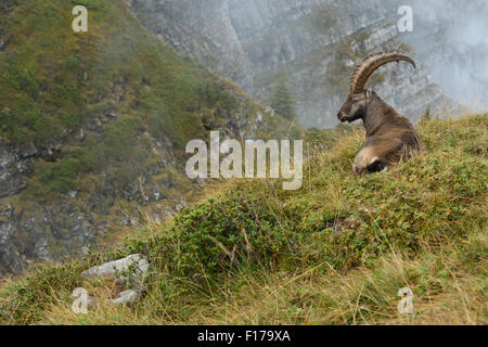 Impressive Alpine Ibex / Steinbock / Alpensteinbock ( Capra ibex ) lying in wild high mountains range. Stock Photo
