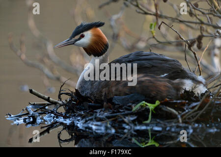 Breeding Great Crested Grebe / Great Crestie / Haubentaucher ( Podiceps cristatus ) sits on his nest. Stock Photo