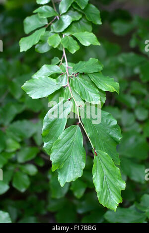 Branch of a Persian Ironwood (lat. Parrotia persica) Stock Photo