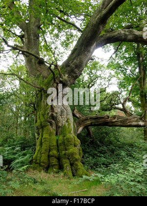 Large old oak tree, Savernake Forest, Wiltshire, UK Stock Photo