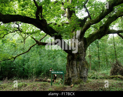 White Rd Oak, historic old oak tree in Savernake Forest, Wiltshire, UK Stock Photo