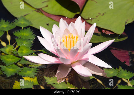 India, Jammu & Kashmir, Srinagar, Dal Lake, Pink lotus flower (Nelumbo nucifera) flowering Stock Photo