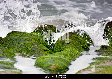 stunning view of surf on green rock at beach in spring,Taiwan Stock Photo