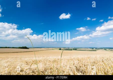 A golden rye field with blue sky and wide Eifel landscape in Germany, some green stalks in the foreground. Stock Photo