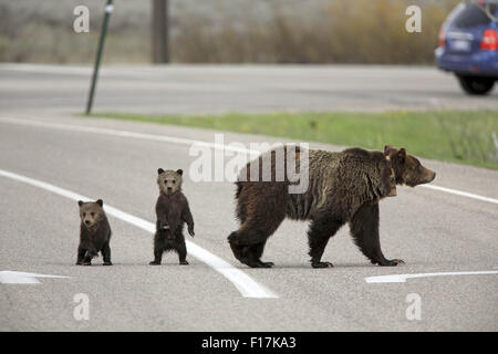 A Young Grizzly Bear Cub Crosses The Road In Grand Teton National Park 