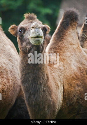 Bactrian Camel (camelus bactrianus) Stock Photo