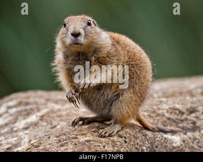 Black Tailed Prairie Dog or Marmot (Cynomys ludovicianus) Stock Photo