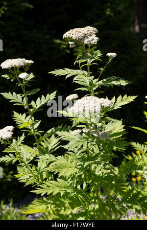 Rayed tansy, white flowered tansy, Großblättrige Wucherblume, Straußmargerite, Tanacetum macrophyllum,Chrysanthemum macrophyllum Stock Photo