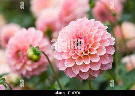 Dahlia 'Linda's Baby' in the garden. Stock Photo