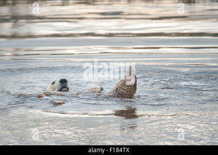 Polar Bear playing in the sea Stock Photo