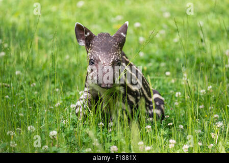 Nine days old baby of the endangered South American tapir (Tapirus terrestris), also called Brazilian tapir or lowland tapir Stock Photo
