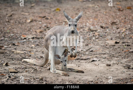 female gray kangaroo with joey in pouch Stock Photo