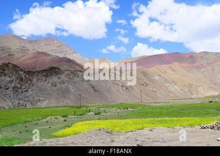 Flowers Fields in Leh ladakh Himalayas Mountains Landscape kashmir India Stock Photo