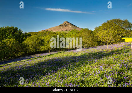Roseberry Topping North Yorkshire Moors at Bluebell Time Stock Photo