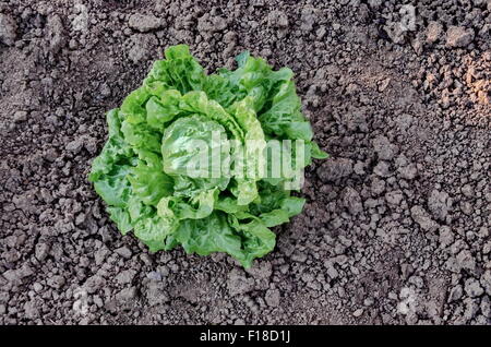 Fresh green butterhead lettuce in the vegetable garden, Bulgaria Stock Photo