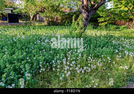 View of beauty dandelion (Tarataxum officinale) meadow in the garden of rural home, Bulgaria Stock Photo