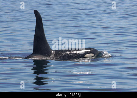 Northern Resident Killer Whale A38 surfacing in Blackfish Sound, British Columbia Stock Photo