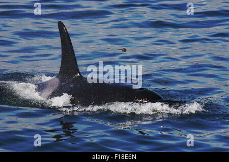 Northern Resident Killer Whale A54 surfacing in the Blackfish Sound. Stock Photo